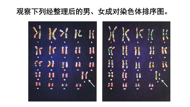 人教版八年级生物下册--7.2.4 人的性别遗传（课件）第4页