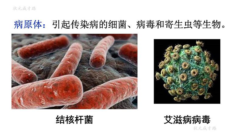 人教版八年级生物下册--8.1.1传染病及其预防（课件）第5页