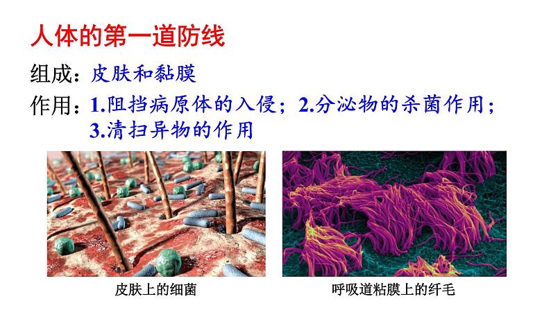 人教版八年级生物下册--第二节 免疫与计划免疫第1课时 人体的三道防线（课件）05