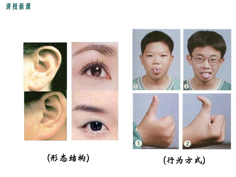 人教版八年级生物下册--第一节 基因控制生物的性状（课件）08