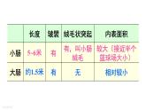 人教版七年级生物下册--4.2.2.2 营养物质的吸收（课件）