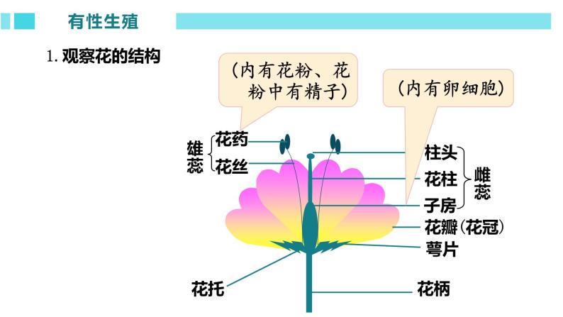 人教版生物八年级下册 7.1.1 植物的生殖 课件+课后练习02