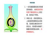 人教版生物八年级下册 7.1.1 植物的生殖 课件+课后练习