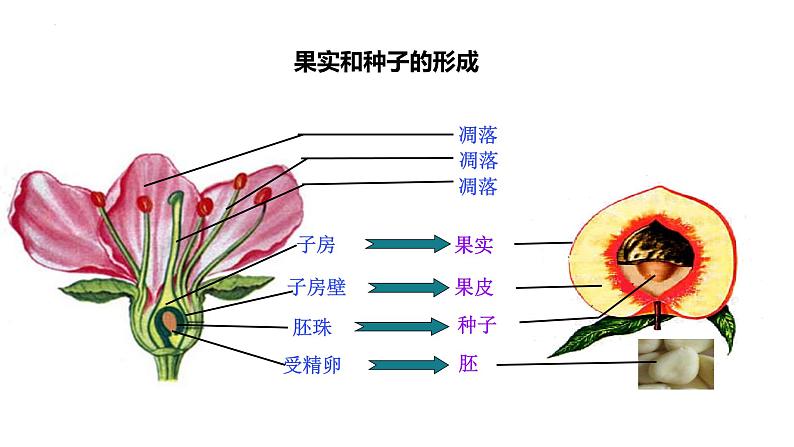 人教版生物八年级下册 7.1.1 植物的生殖 课件+课后练习04