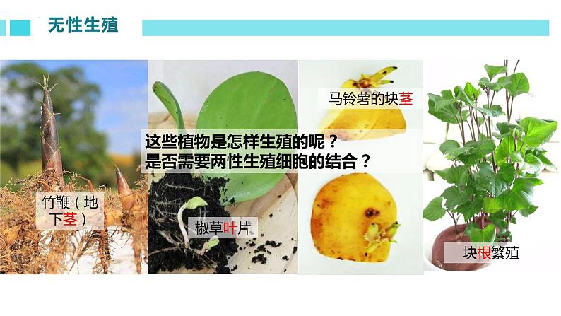 人教版生物八年级下册 7.1.1 植物的生殖 课件+课后练习06