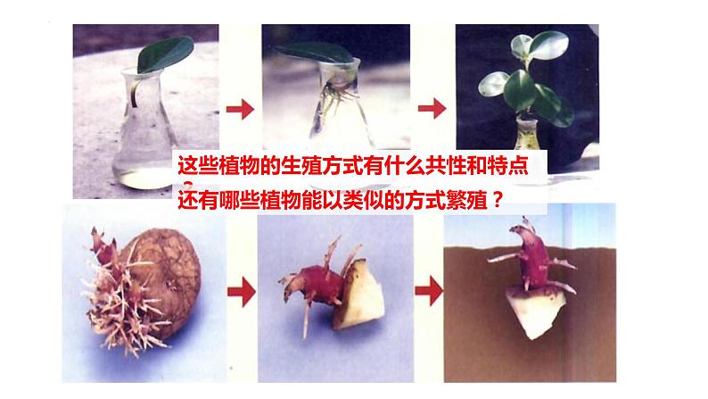 人教版生物八年级下册 7.1.1 植物的生殖 课件+课后练习07