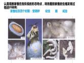 人教版生物八年级下册 7.1.2 昆虫的生殖和发育 课件+课后练习