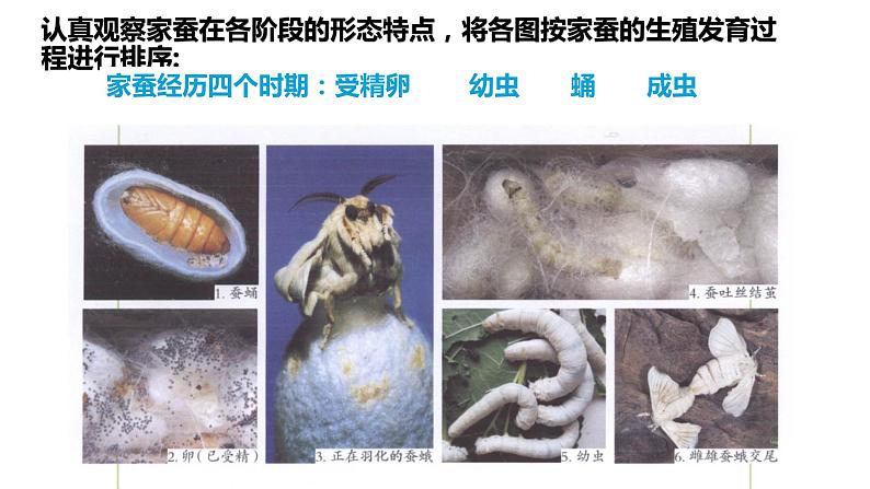 人教版生物八年级下册 7.1.2 昆虫的生殖和发育 课件+课后练习02