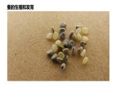 人教版生物八年级下册 7.1.2 昆虫的生殖和发育 课件+课后练习