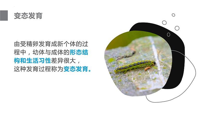 人教版生物八年级下册 7.1.2 昆虫的生殖和发育 课件+课后练习05