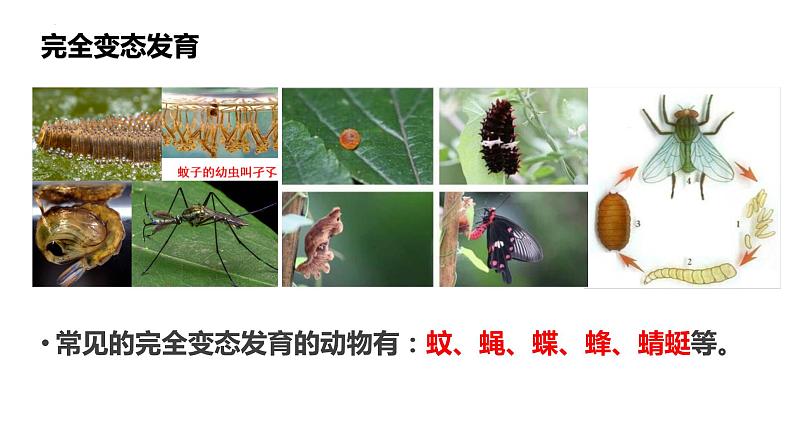 人教版生物八年级下册 7.1.2 昆虫的生殖和发育 课件+课后练习06