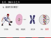 人教版生物八年级下册 7.2.2 基因在亲子代间的传递 课件+教案