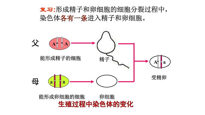 人教版生物八年级下册 7.2.3基因的显性和隐性 课件第2页