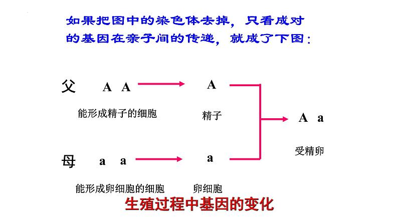 人教版生物八年级下册 7.2.3基因的显性和隐性 课件第3页