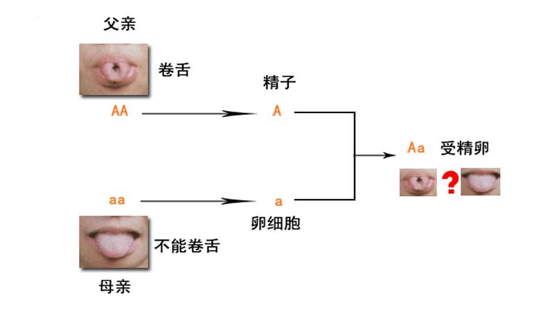 人教版生物八年级下册 7.2.3基因的显性和隐性 课件第4页