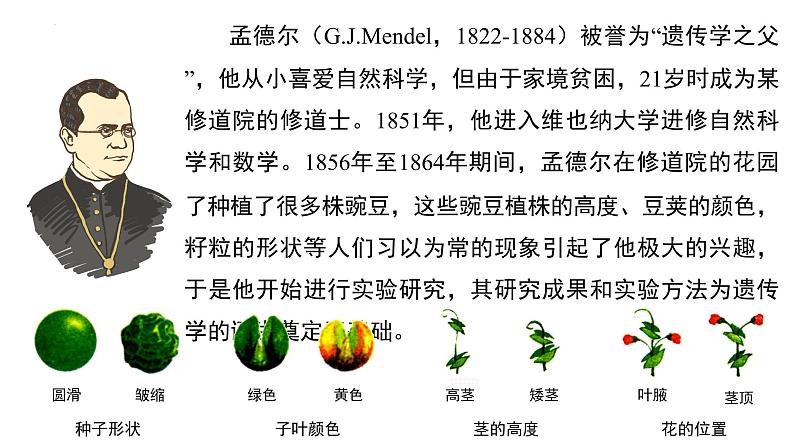 人教版生物八年级下册 7.2.3基因的显性和隐性 课件第6页