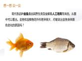 人教版生物八年级下册 7.2.5 生物的变异 课件+教案