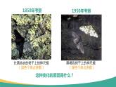 人教版生物八年级下册 7.3.3 生物进化的原因 课件+课后练习