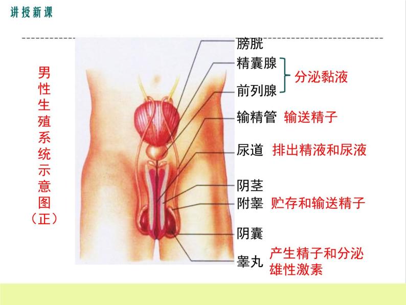 人教版生物七年级下册1.2人的生殖课件PPT05