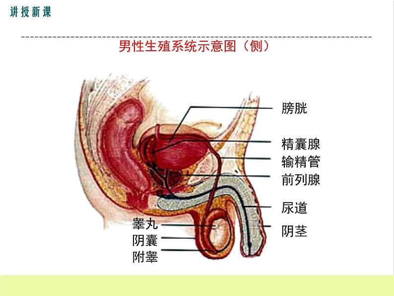 人教版生物七年级下册1.2人的生殖课件PPT06