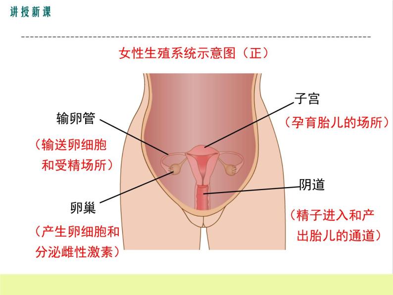 人教版生物七年级下册1.2人的生殖课件PPT07