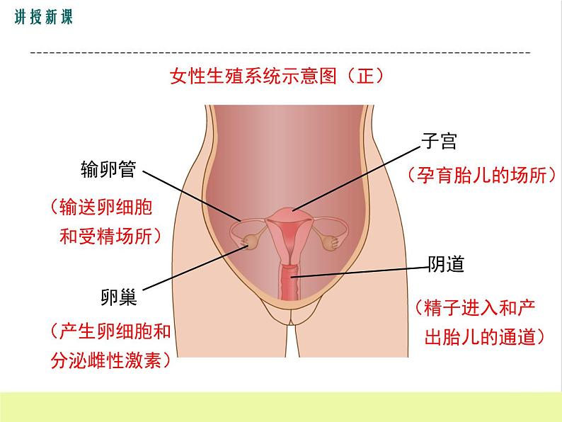 人教版生物七年级下册1.2人的生殖课件PPT07