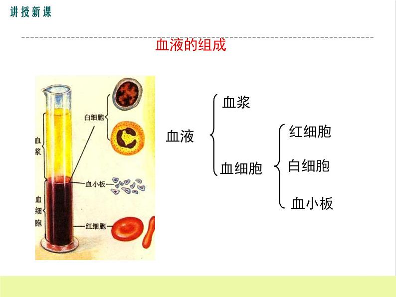 人教版生物七年级下册4.1流动的组织——血液课件PPT06