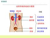 人教版生物七年级下册5.1人体内废物的排出课件PPT