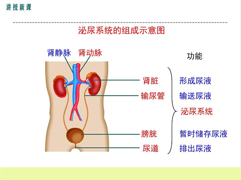 人教版生物七年级下册5.1人体内废物的排出课件PPT第5页