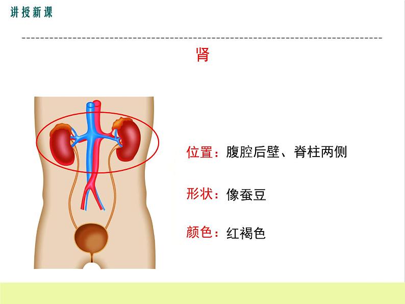 人教版生物七年级下册5.1人体内废物的排出课件PPT第7页