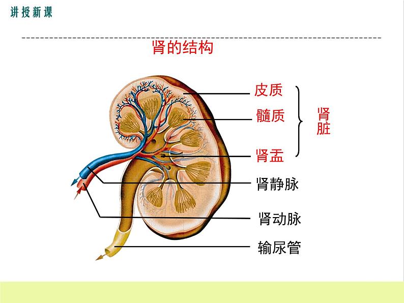 人教版生物七年级下册5.1人体内废物的排出课件PPT第8页