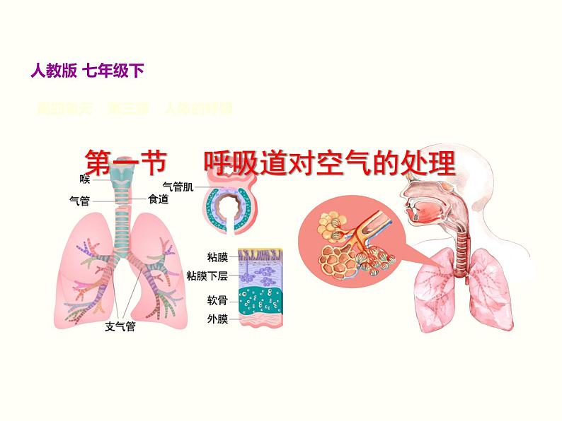 人教版七年级生物下册--3.1 呼吸道对空气的处理（精品课件）第2页