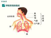 人教版七年级生物下册--3.1 呼吸道对空气的处理（精品课件）