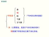 人教版七年级生物下册--3.1 呼吸道对空气的处理（精品课件）