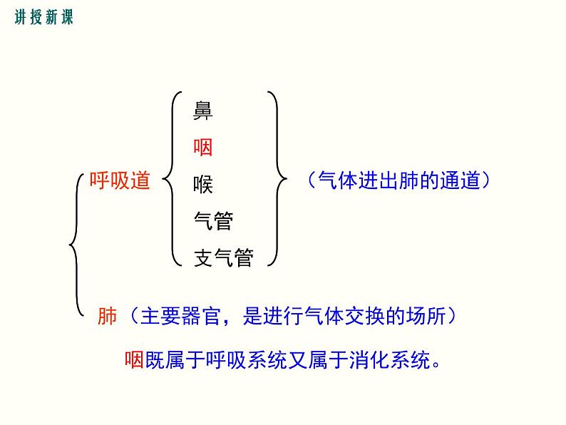 人教版七年级生物下册--3.1 呼吸道对空气的处理（精品课件）第5页