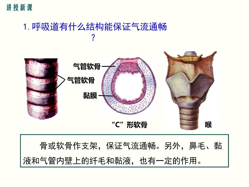 人教版七年级生物下册--3.1 呼吸道对空气的处理（精品课件）第7页