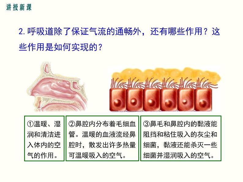 人教版七年级生物下册--3.1 呼吸道对空气的处理（精品课件）第8页