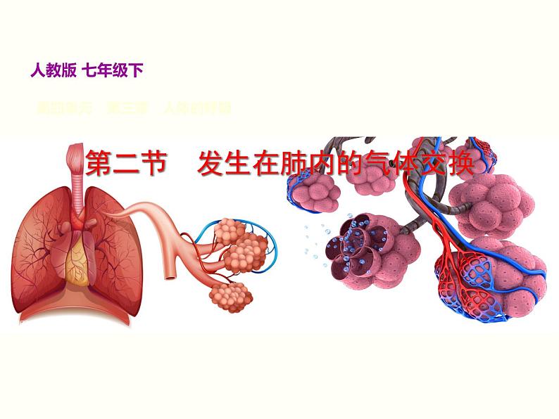 人教版七年级生物下册--3.2 发生在肺内的气体交换（精品课件）第2页