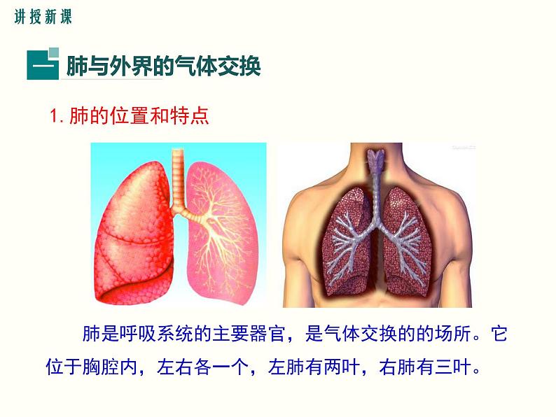 人教版七年级生物下册--3.2 发生在肺内的气体交换（精品课件）第4页