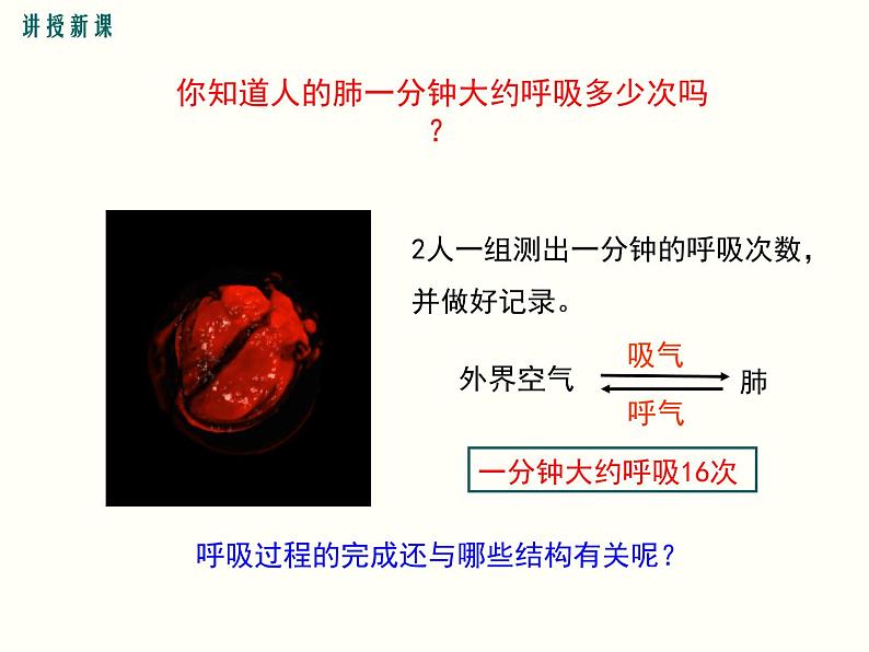 人教版七年级生物下册--3.2 发生在肺内的气体交换（精品课件）第5页