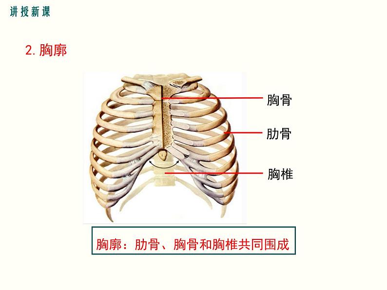 人教版七年级生物下册--3.2 发生在肺内的气体交换（精品课件）第6页