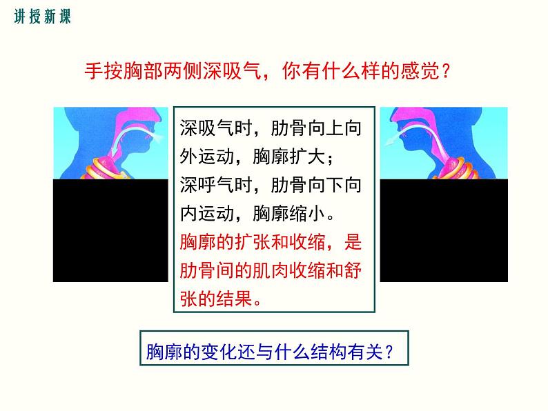 人教版七年级生物下册--3.2 发生在肺内的气体交换（精品课件）第7页