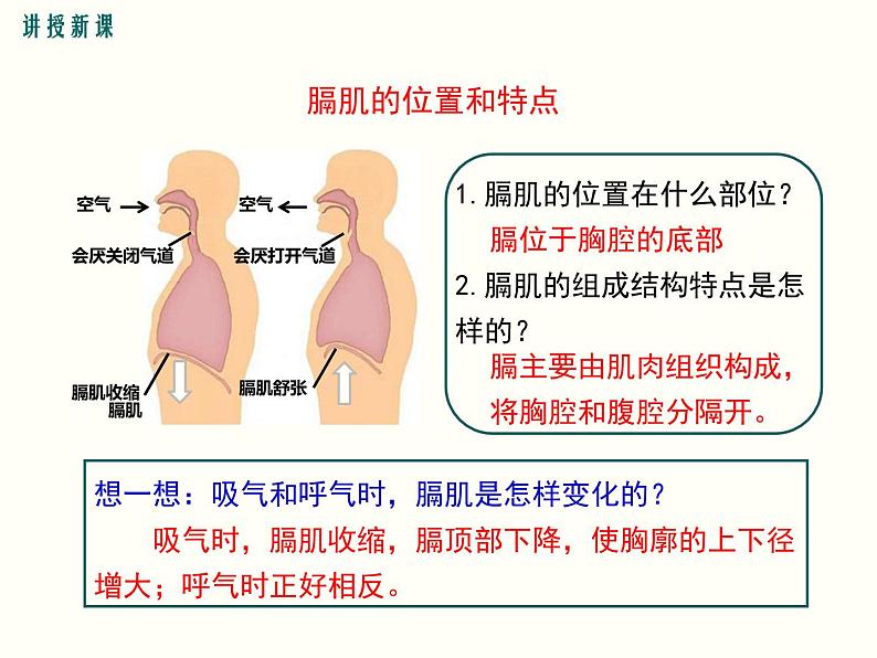 人教版七年级生物下册--3.2 发生在肺内的气体交换（精品课件）第8页