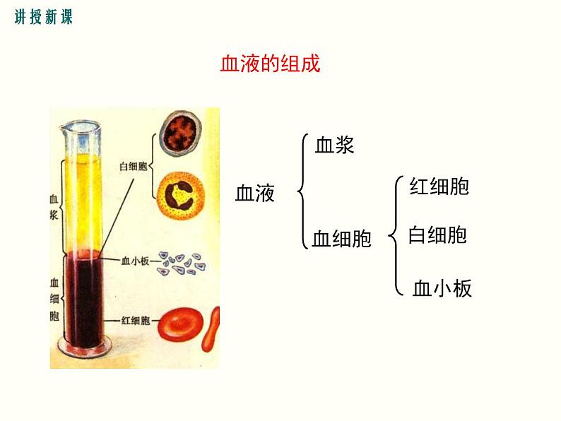 人教版七年级生物下册--4.1 流动的组织——血液（精品课件）第6页