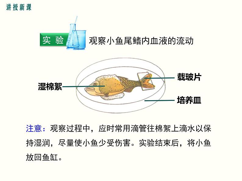 人教版七年级生物下册--4.2 血流的管道——血管（精品课件）第5页