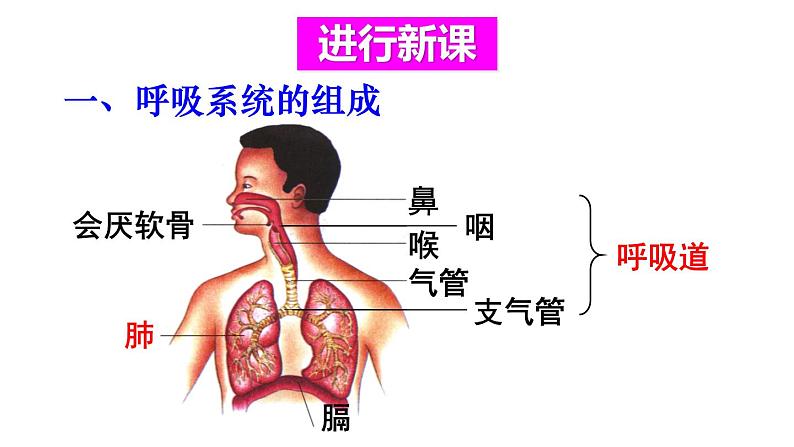 人教版七年级生物下册--4.3.1 呼吸道对空气的处理（课件）04