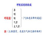 人教版七年级生物下册--4.3.1 呼吸道对空气的处理（课件）