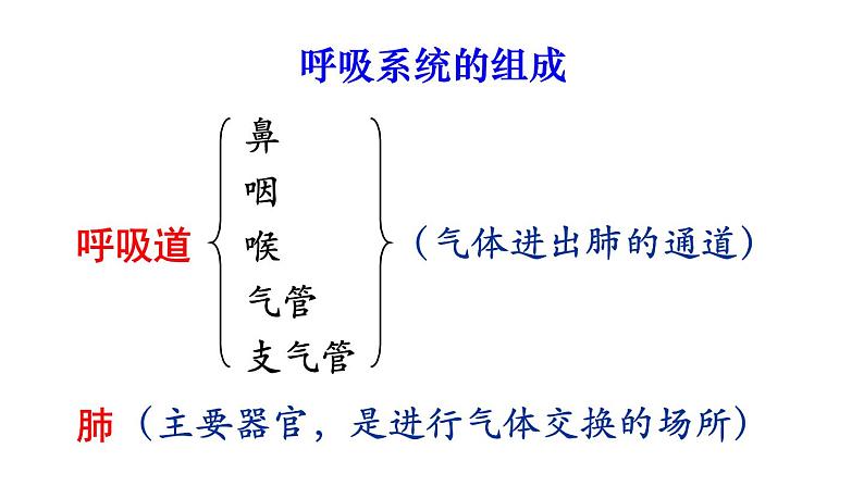 人教版七年级生物下册--4.3.1 呼吸道对空气的处理（课件）05