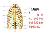 人教版七年级生物下册--4.3.2　发生在肺内的气体交换（课件）