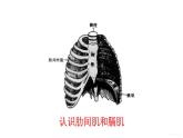 人教版七年级生物下册--4.3.2　发生在肺内的气体交换（课件）